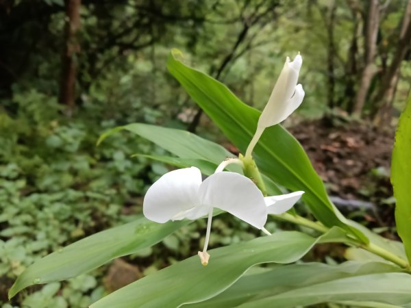 雙溪區中坑古道西線+中坑西山+內盤山土地公廟+中坑古道P字走2895307