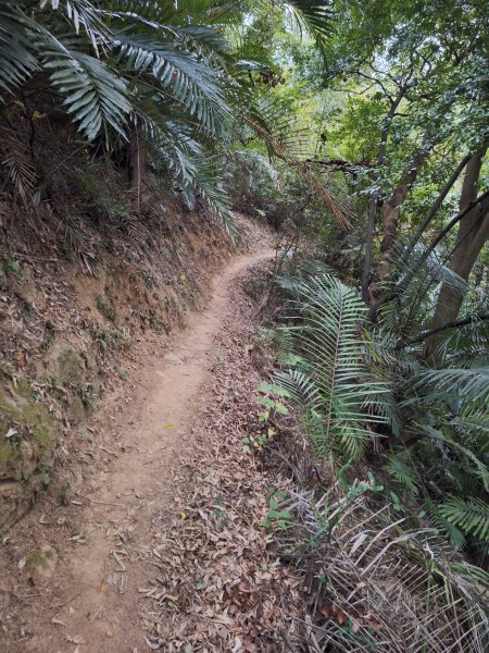 文林古道(鄧雨賢公園起登)202401222696183