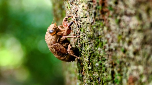 柯子林保甲路,如意湖,五指山古道2848889