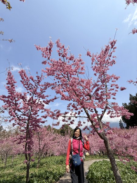 福壽山千櫻園2729958