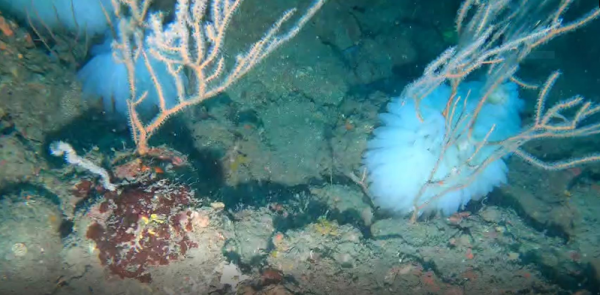 【保育】影／生態喜訊 潮境保育區軟絲仔回到天然柳珊瑚產卵