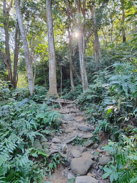 飛鳳山觀日坪古道2656238