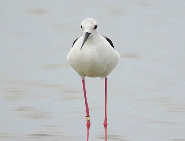 【新聞】繫放22年再現蹤 台南四草喜見人瑞級高蹺鴴