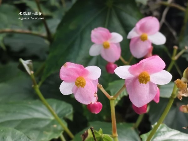 [百山百鳥尋旅-11/15] 2025_0927 大屯主峰-連峰步道_大屯山南峰2899334