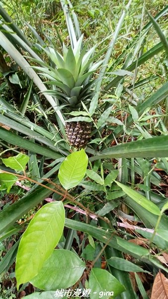 【南投草屯】蝴蝶紛飛可惜抵擋不了低海拔蚊子攻擊。 虎山步道x中興新村2856644