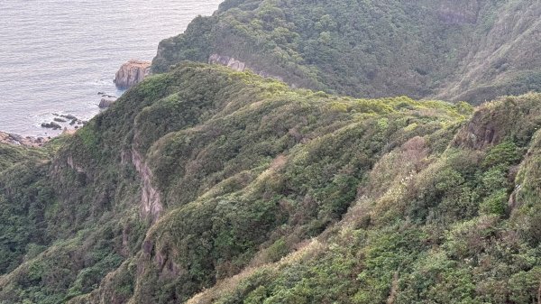 新北 瑞芳 黃金八稜七稜O型2956150