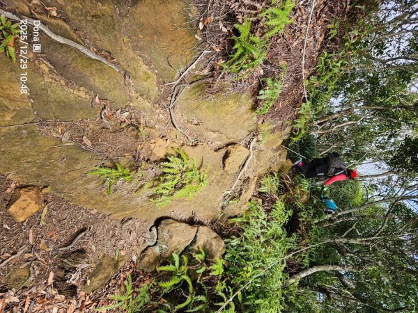 20251229石龜坑山上白石山下白石埤O走+阿姆坪2976675