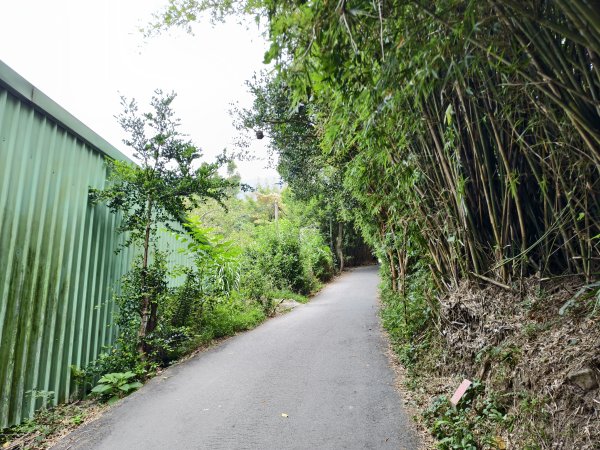 [百山百鳥尋旅-15/15] 2025_0929 硬漢嶺步道(觀音山)2900983