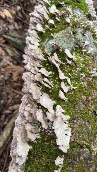 六龜警備道/茂林段/網子山～鳴海山2708206