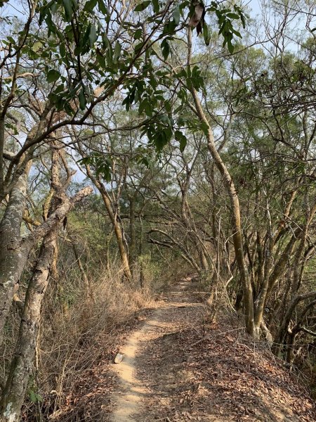 台中潭子區大胡山與聚興山隨意走（小百岳）2116660