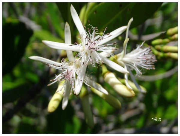 新豐紅樹林木棧步道2707064