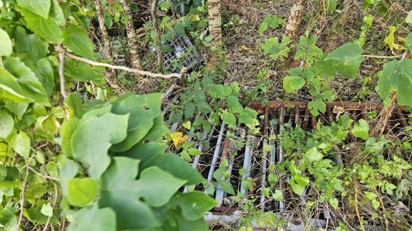 20250924法雨寺步道-鳳梨宅-第八公墓-詹氏宗祠-泉源國小宿舍-東昇路菜園-緣園農場2894212