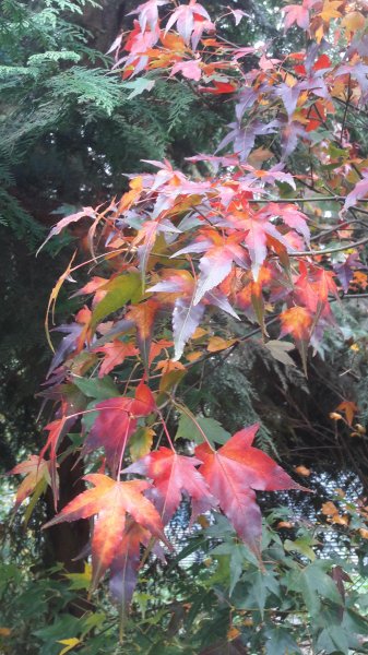 楓之谷~天巒池~武法奈尾山497562