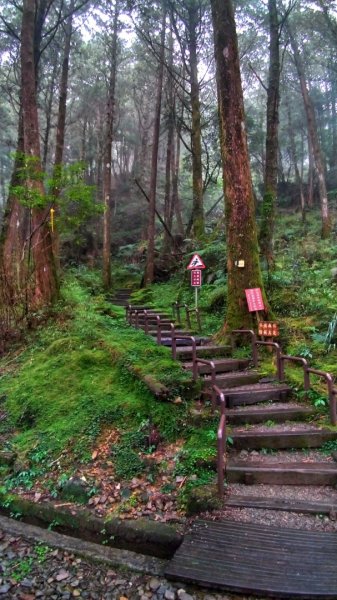 阿里山  小笠原觀景台~對高岳2444米1115187