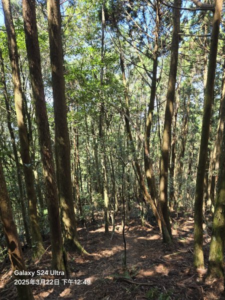 2025-03-22油羅山步道2743432