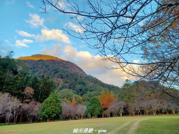 【南投仁愛】光影下的森林療育。 奧萬大國家森林遊樂區步道群2973082