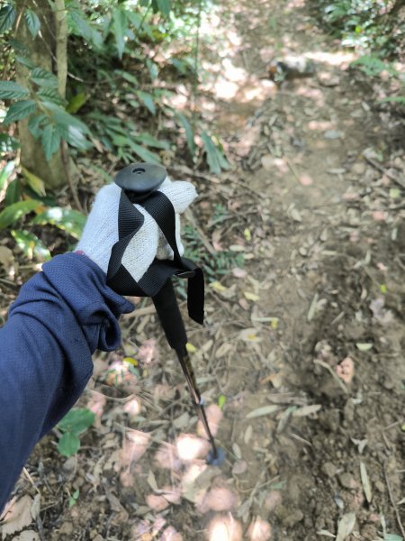 20250913微笑山線：【天上山系】望月亭桐花段2883462