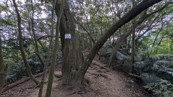 114.11.22鳶山彩碧-鳶山-鳶尾山之旅2943537
