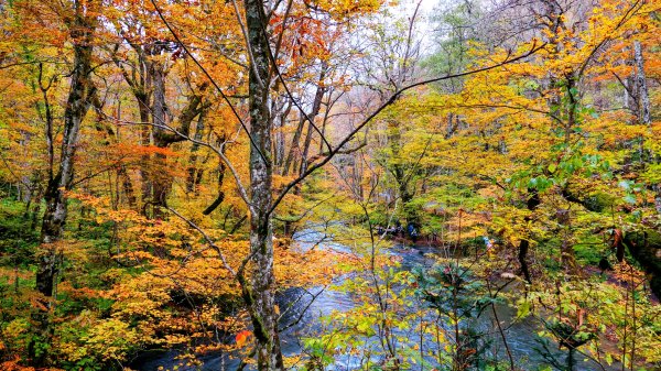 青森縣奧入瀨溪2929994