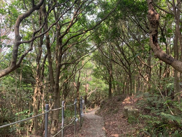 大崙頭尾山親山步道2767189