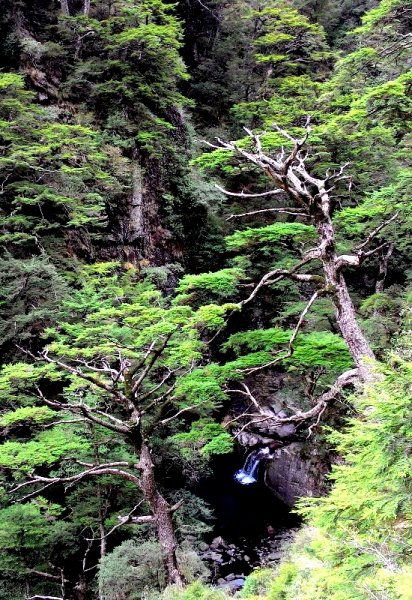 山風15度C吹拂 ~ 合歡溪 步道1551826