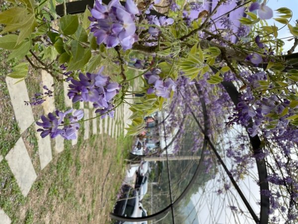 瑞里紫藤花季1310154