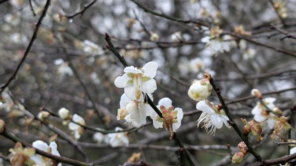 114.12.27尖山-40砲陣地之旅2971736