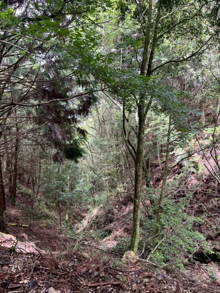 新竹 五峰 觀霧國家森林遊樂區 大鹿林道西線 榛山步道2811411