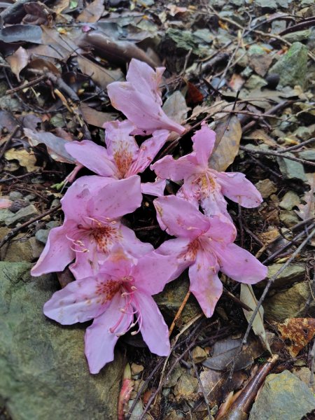 稍來小雪山國家步道、船型山、鞍馬山、鞍馬山東北峰、天池、雪山神木2799868