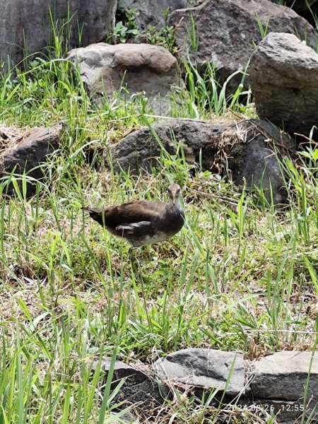 大安森林公園、大港墘公園【走路趣尋寶】【臺北健走趣】2581482