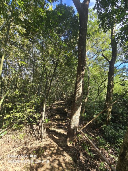 2026-01-25微笑山線：【天上山系】望月亭桐花段2988206