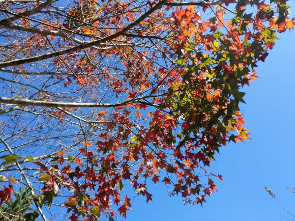 馬那邦山(小百岳#37)登山步道。點點楓紅 2020/12/131425325