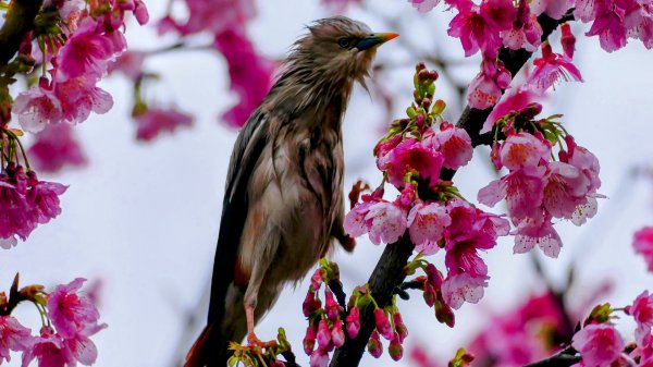《青玉案・樂活櫻雲照水》2709184