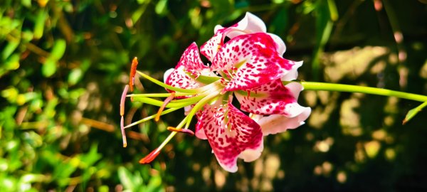 雲山水花鳥蝶-天龍國阿伯的日常 #艷紅鹿子百合 #大鳳蝶 #玉帶鳳蝶2863972