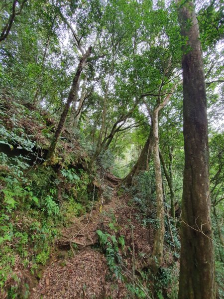 【嘉義頂湖】芙蓉山連走天福山1534907