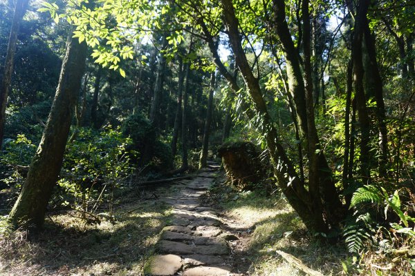 古道探訪｜風擎古道1259991