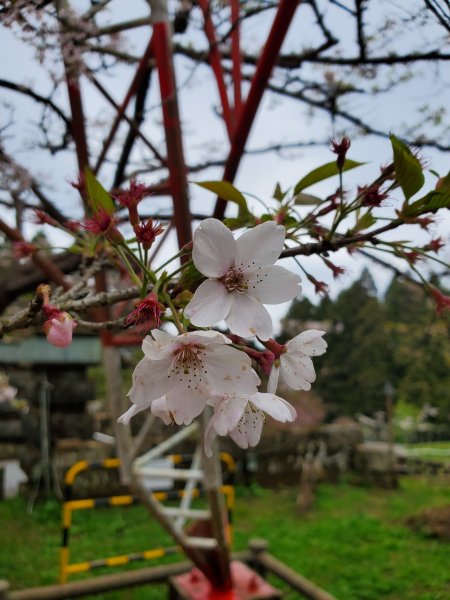 阿里山大塔山899521