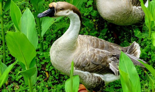 苗栗一日遊1519471