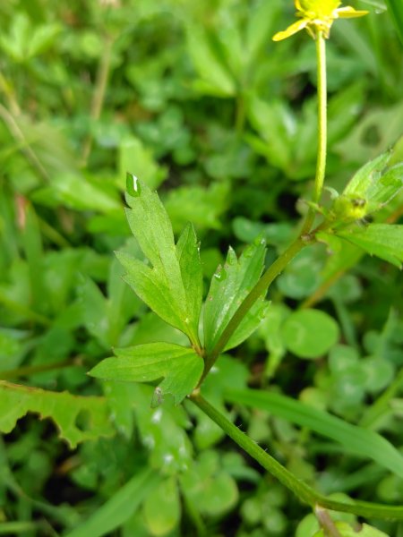 沙里仙林道、沙里仙溪、同富山/埔沙山、東埔山、阿毛巨木2812464