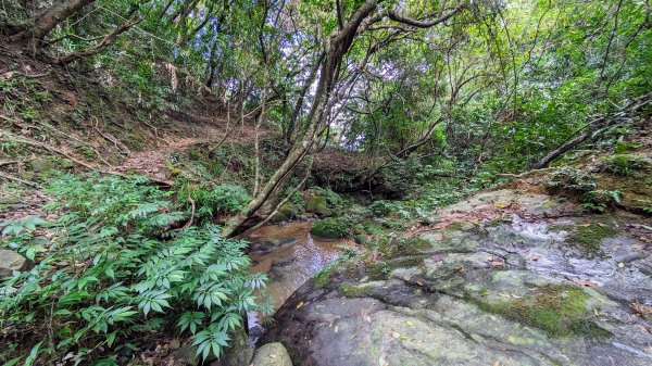 龜媽坑古道,雪山尾稜南段,草嶺古道2354621