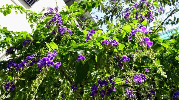 串珠步道,二砂灣砲台,大砂灣西東砲台,綠丘砲台,基隆塔2257489