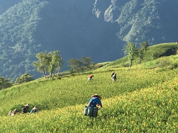 六十石山衝日出 - 金針花海之旅59297