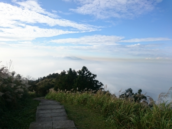 五分山賞芒花74452