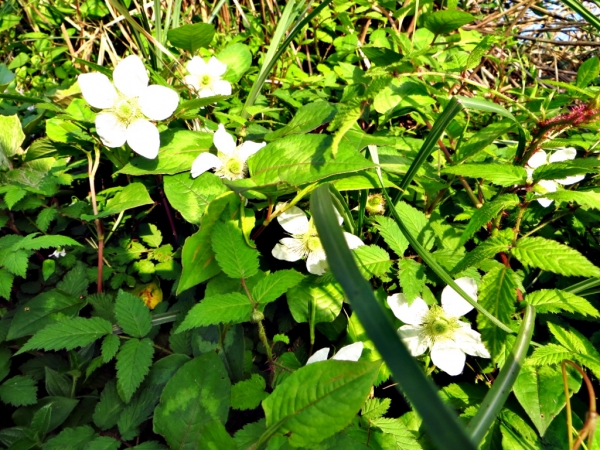 陽明山國家公園原生花草63618