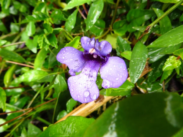 陽明山國家公園原生花草62598