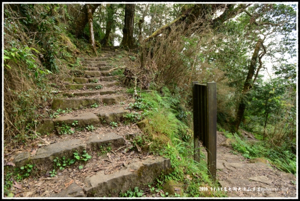 奮起湖大凍山步道尋幽71838