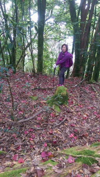 鳶嘴山稍來山國家步道71394