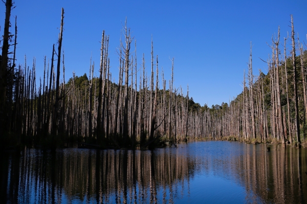 鹿屈山：水漾森林