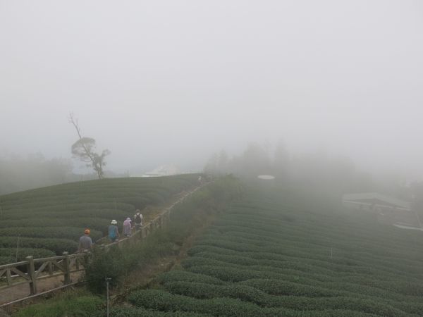 漫步在雲端～二延平霧之道雙拼55915