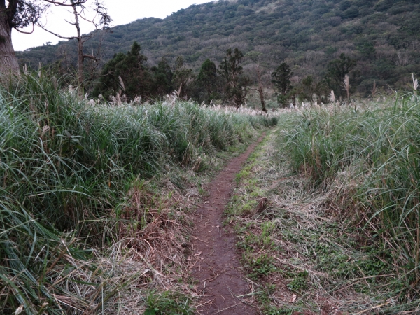 105.11.12 大屯山健行賞芒花~73362